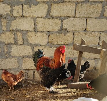 Xoruzlar: Xoruz, Brama, il: <1, Ünvandan götürmə — 6