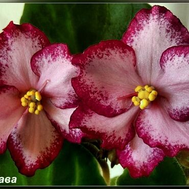 Otaq bitkiləri: 5,6 m starter — 13