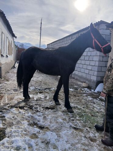 Лошади, кони: Продаю | Жеребец | Рабочий — 8