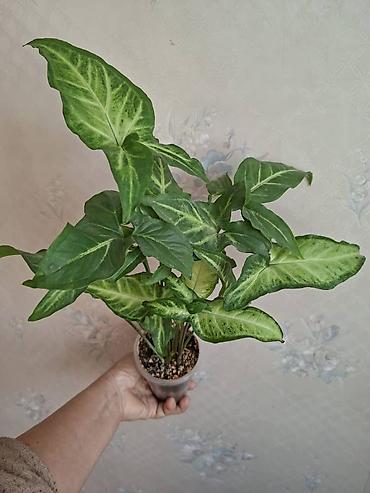 Сингониумы: Коллекция комнатных растений — подборка декоративно-лиственных — 44