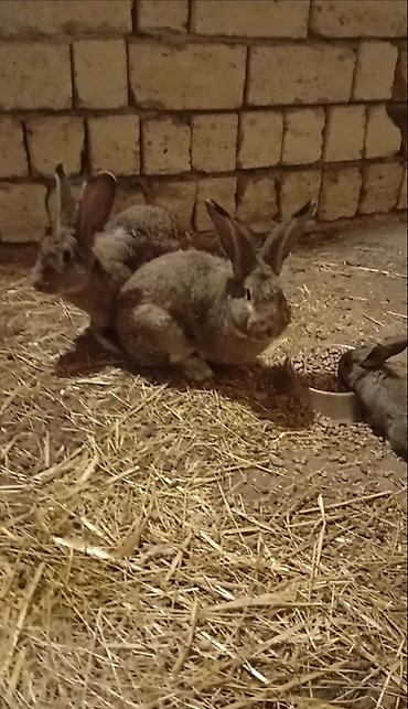 quzu qiyməti: Salam təmiz qan ətlik Flandr (Flemish Giant) yenidən doğuş olub — 1