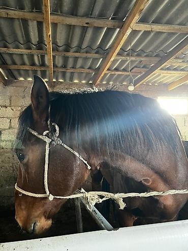 Лошади, кони: Продаю | Жеребец | Рабочий — 1