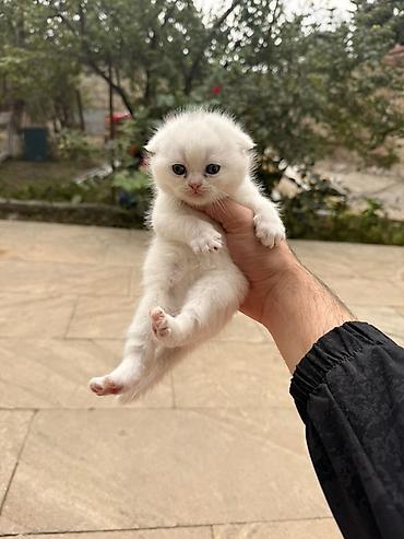 keci: Ağ tüklü, balaca pişik balası. Yumşaq, sıx yun örtüyü və qısa burun — 3