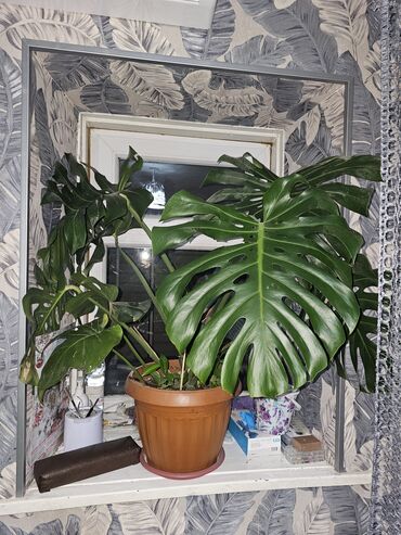 Комнатные растения: Монстера гигант.листы более 60 см.молодая 1.5 года.
могу сделать срез
