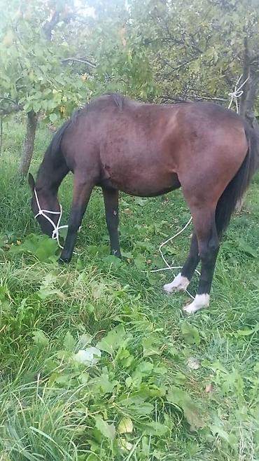 Лошади, кони: Продаю | Кобыла (самка) | Полукровка, Английская | Для разведения, Конный спорт — 8