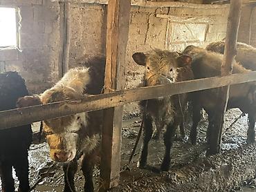 Коровы, быки: Продаю | Бык (самец) — 30