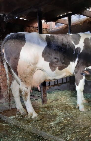 голштинская: Продаю | Корова (самка) | Голштин | Для разведения, Для молока | Стельные