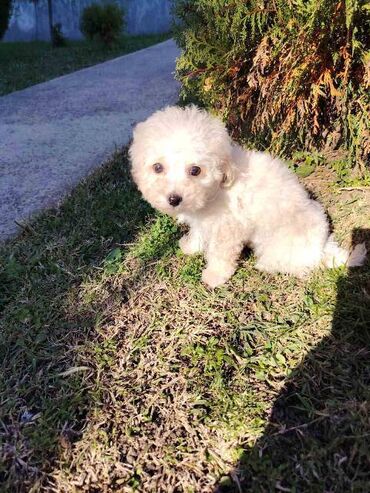 Psi: Bišon pudla štenci Štenci bi-pu, kombinacija bišon-pudla, stari 2 — 7