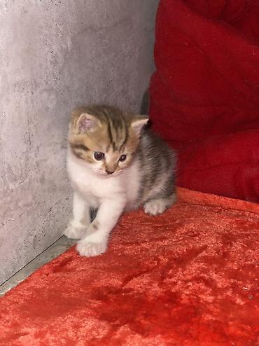 кой союшка: Шотландские вислоухие котята (Scottish Fold) Все мальчики - Окрас — 7