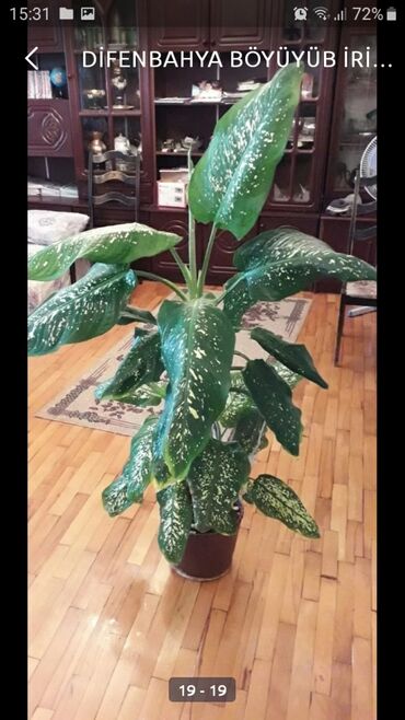 Otaq bitkiləri: DİFENBAHYA BÖYÜYÜB İRİ BİR DİBÇƏK BİTKİSİ OLUR ŞƏKİLLƏRİ VAR BAXIN — 11