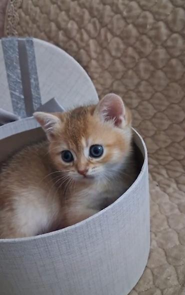 Pişiklər: Britan, Erkək, Dişi, Yaxşı əllərə, Ünvandan götürmə, Pulsuz çatdırılma, Ödənişli çatdırılma — 19