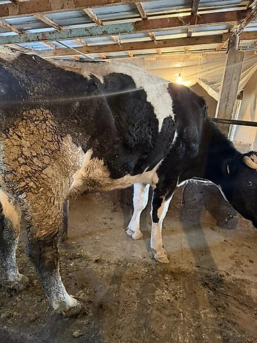 Коровы, быки: Продаю | Тёлка | Искусственник — 5