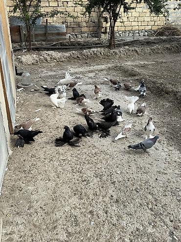 goyərcin səkli: Dekorativ goyercinler satilir ciddi alicilar yazsin — 7