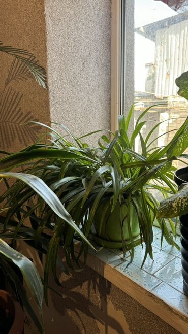 где купить водоросли для аквариума: Комнатное растение — хлорофитум (Chlorophytum comosum) в декоративном