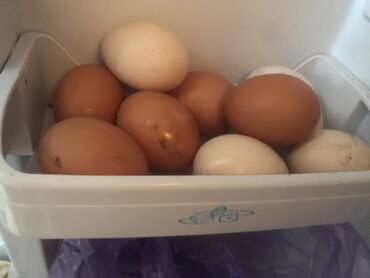 Молочные продукты и яйца: Яйцо домашний свежие