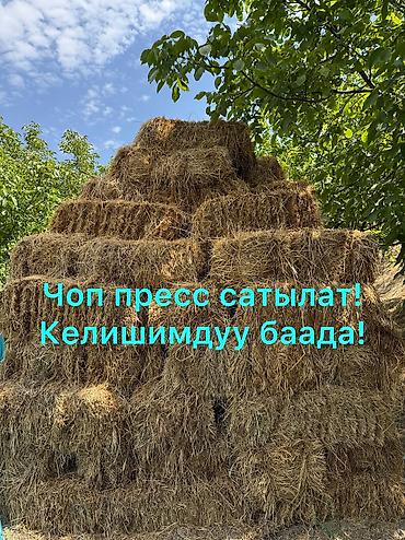 собака ретривер: Сено в тюках - Прессованные прямоугольные тюки, удобные для хранения — 1