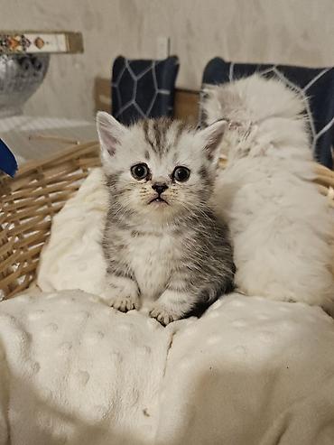 Pişiklər: Fars — 5