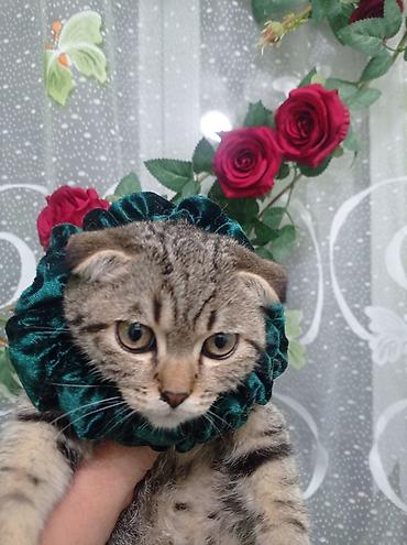Декоративные ленты и банты: Ошейник-воротник для кошек (юбочка-ruff) - Декоративный воротник для — 1