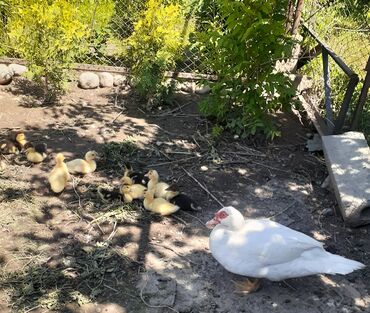 домик для кошки на улицу: Продам маму индоутку белую с утятками, 12 утят, 6 белых и 6 с тёмными