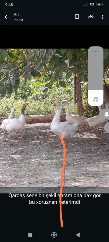 ağ dovşan: Ağ qazlar – kənd həyətində saxlanılan, iri cüssəli və sağlam quşlar