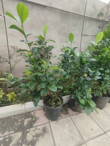 Ağaclar: Bağ bitkiləri – dekorativ ağac və kol sortları - Tulpan Maqnoliya — 14