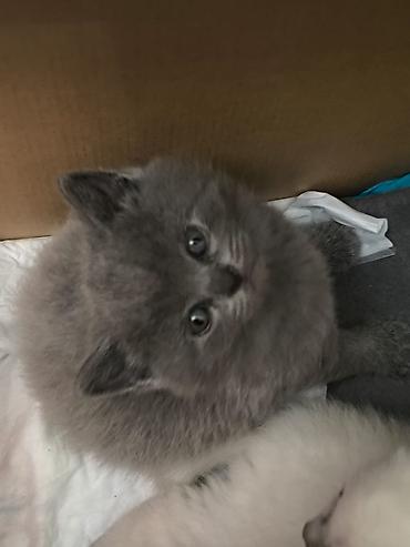 Pişiklər: Şotland — 6