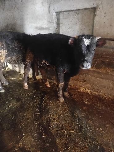 Коровы, быки: Продаю | Бык (самец) | На откорм — 12
