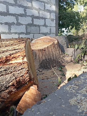 работа гипсокартон цена: Профессиональная валка КАРА -БАЛТА !!!!!!! деревьев!(БАК) и — 5