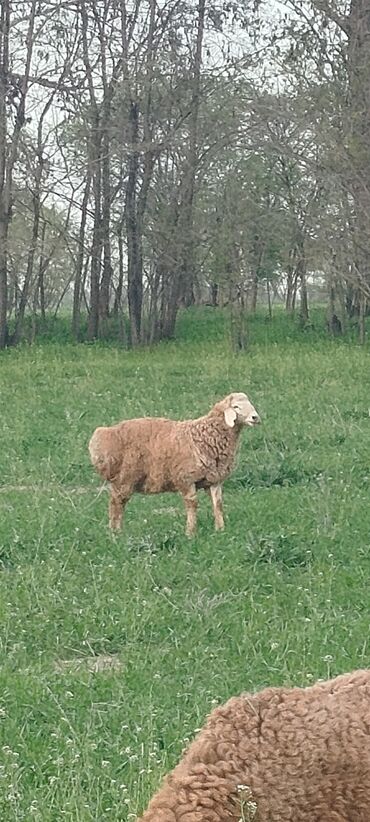 Бараны, овцы: Арашан козу кочкор сатылат баасы 55 мин сом 5 айлык линия бар !!!!