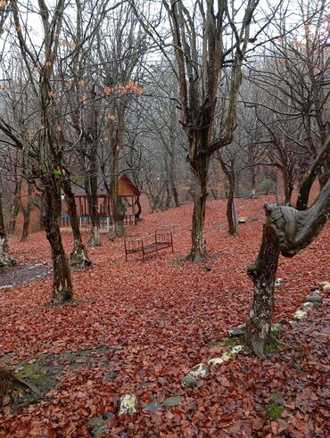Restoran, kafelər: Masalli İsti su yaxin. 3 hektar ərazi 7 katej 6 bisetka. Tam islek -da lalafo.az — 5 Restoran, kafelər: Masalli İsti su yaxin. 3 hektar ərazi 7 katej 6 bisetka. Tam islek — 5