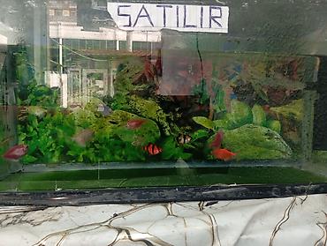 tetra: Dördbucaq akvarium, Balıqlarla birlikdə, 1 l, Pulsuz çatdırılma — 1