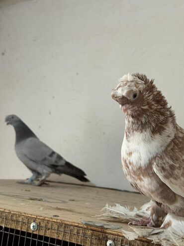 лотки для перепелиных яиц: Продам двух голубей