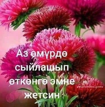 квартира берилет военно антоновкадан: 3 бөлмө, Менчик ээси, Чогуу жашоо менен, Эмерексиз