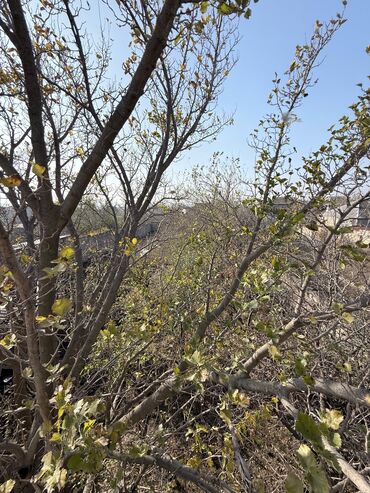 Həyət evləri və villaların satışı: 4 otaqlı, 140 kv. m, Kredit yoxdur, Orta təmir -da lalafo.az — 31 Həyət evləri və villaların satışı: 4 otaqlı, 140 kv. m, Kredit yoxdur, Orta təmir — 31