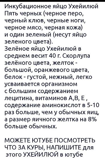 Страусиные яйца: Продаю | Куры, Петух | Для разведения — 2