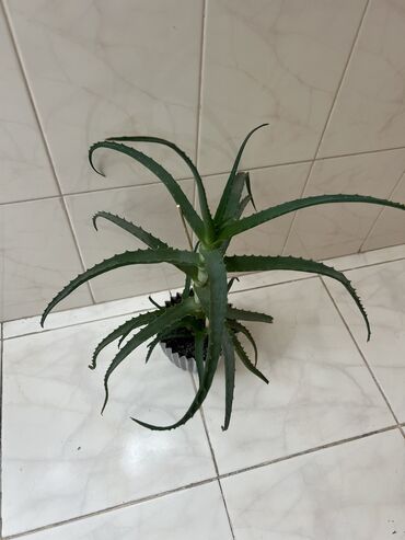 смородина сорт капитан: Aloe vera orjinal çoxalan bitki