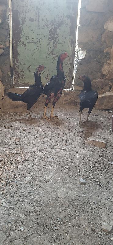damazlıq heyvanların satışı: Salam saglam bala veren heyvanlardi kom sekilde satilir . xoruz ṣamo — 2