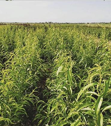 Tinglər: Meyvə və dekorativ ağac tingləri Təsvir: - Tərtər rayonu ərazisində — 19