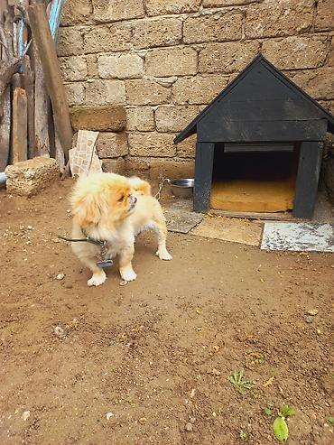 avçarka bala: Pekines, 1 il, Dişi — 9