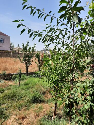 Torpaq sahələrinin satışı: 6 sot, Tikinti -da lalafo.az — 2 Torpaq sahələrinin satışı: 6 sot, Tikinti — 2