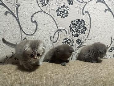 Pişiklər: Şotland yastı qulaq, Erkək, Ünvandan götürmə — 11