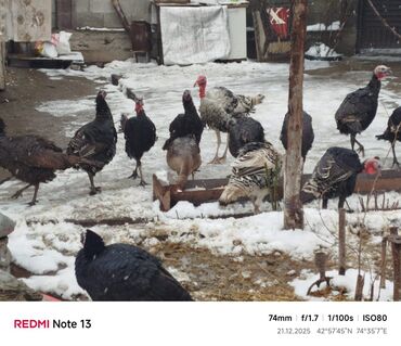 Индюки: Продаю | Индюшка (самка) | Для разведения | Племенные — 13