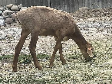 Баран, овца: Продаю | Овца (самка) — 11