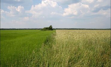 продаю полдома бишкек: 1 соток, Айыл чарба үчүн, Сатып алуу-сатуу келишими