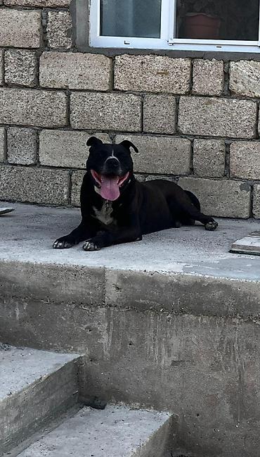 uzun tuk pişik: Pitbul, Erkək, Peyvəndli, Ünvandan götürmə — 1