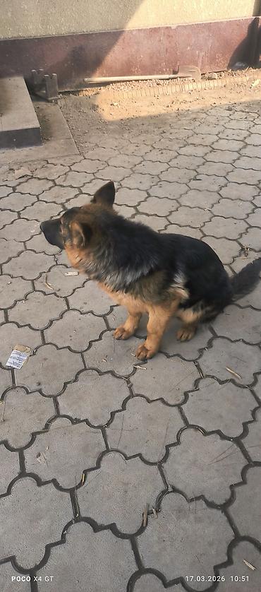 Продажа собак: Щенок немецкой овчарки Продаётся чистопородный щенок Немецкой — 8