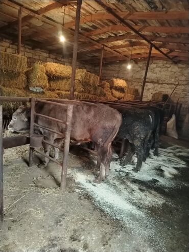 Inəklər, öküzlər: 6 baş dana satılır — 7