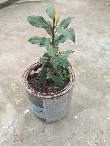 Другие растения: Laur (dəfnə) fidanı – ədviyyat və dekor üçün - Bitki: Laurus nobilis — 1