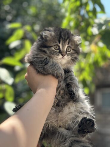 скоттиш страйт цена: Скотиш Фолд (Шотландская вислоухая), 2 месяца, Девочка