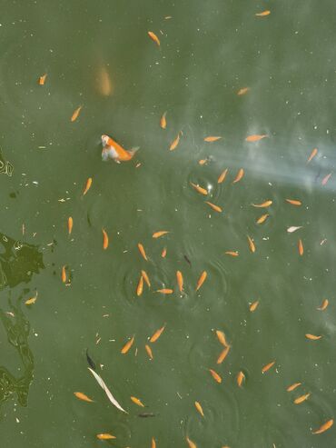 Balıqlar: Koi, Sülhsevər, Ünvandan götürmə -da lalafo.az — 3 Balıqlar: Koi, Sülhsevər, Ünvandan götürmə — 3